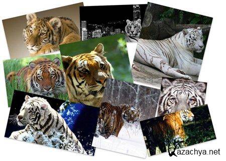 70 Beautiful Tiger Wallpapers