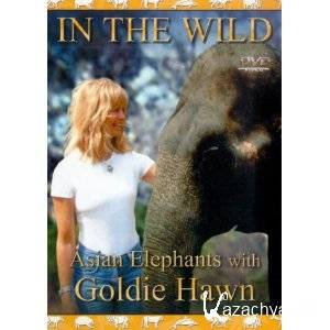    .      / In the Wild. Asian elephants with Goldie Hawn