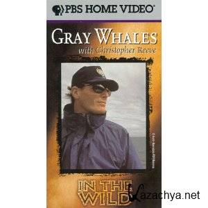    .      / In the Wild. Gray whales with Christopher Reeve