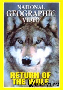   / Return of the Wolf (2005/DVDRip) 
