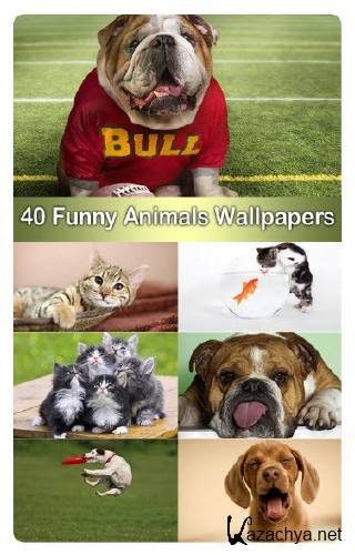 40 Funny Animals Wallpapers