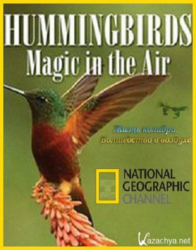  .    / Hummingbirds.Magic in the air (2009) HDTVRip