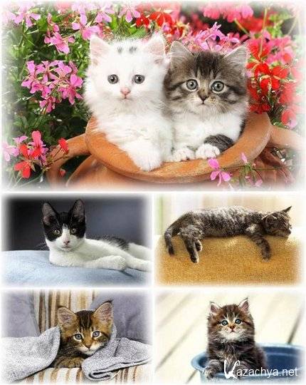 :   / Cute Cats Wallpapers