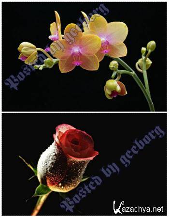 Selected Wallpapers - Flowers.  2  (2011)  JPEG