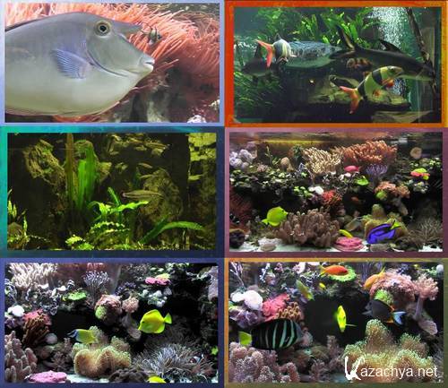 Aquarium Real Life ver6