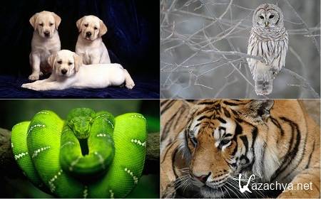    . Animals