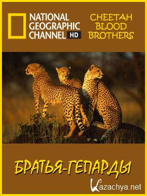 - / Cheetah Blood Brothers (2007) HDTVRip