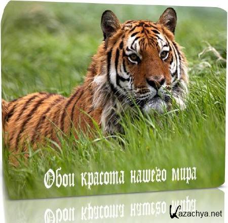 ���� ������� ������ ����