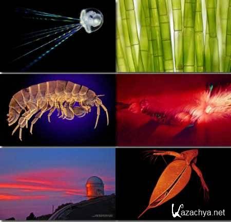 ������� ����.