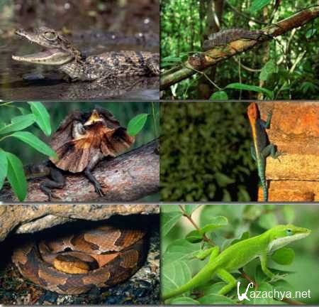 ���� ��������.