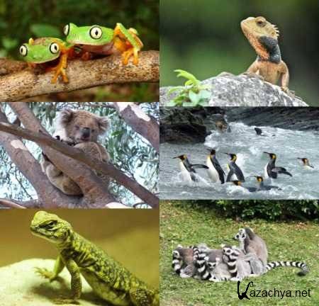 ���� ���������.