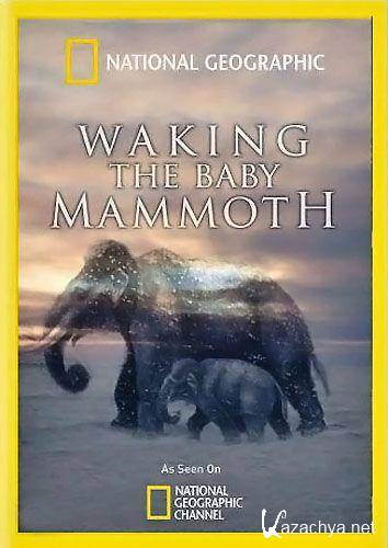   / Waking The Baby Mammoth (2009) SATRip