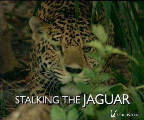    / Stalking the Jaguar (2009) IPTV