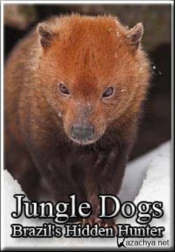  . ,    / Jungle Dogs. Brazil's Hidden Hunter (2008) SATRip