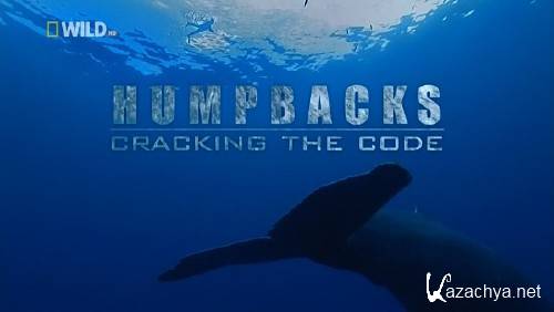 -:   / Humpbacks: Cracking the Code (2008) HDTVRip 720p