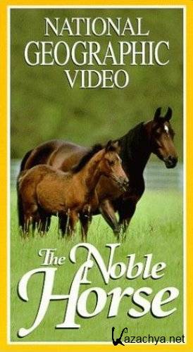 ������������ ������ / The Noble Horse (1999) DVDRip
