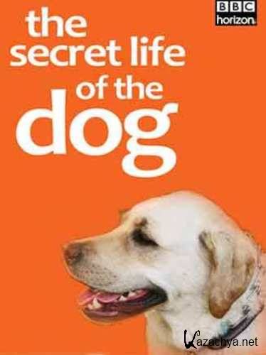    / The secret life of the dog (2010) DVDRip