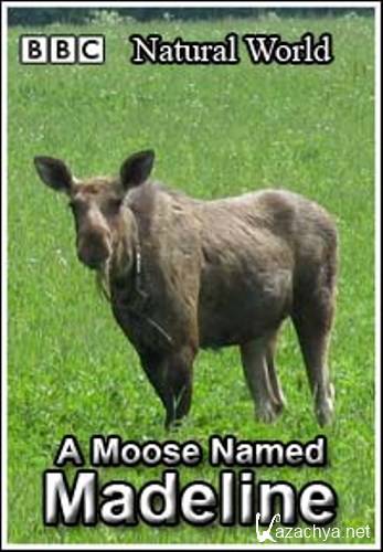  .     / The Natural World. A Moose Named Madeline (2004) SATRip