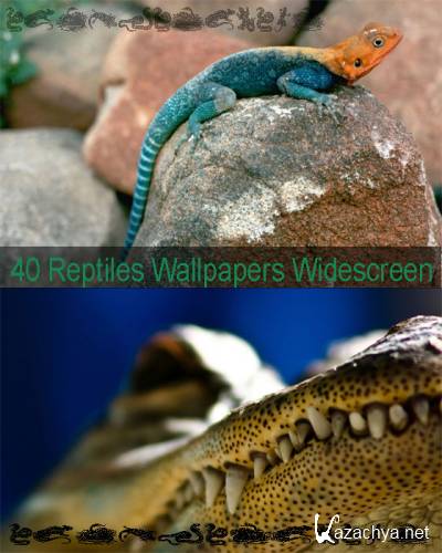 40 Reptiles Wallpapers Widescreen