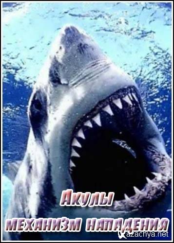 :   / Sharks: An anatomy of an attack (2011) IPTVRip