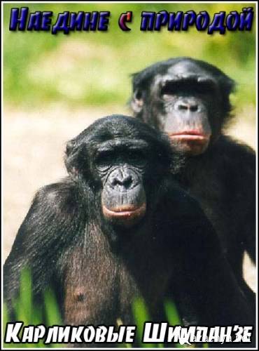   :   / Pygmy Chimpanzee (2004) SATRip