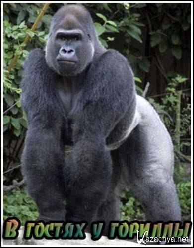     / Gorilla Gorilla (2001) DVDRip