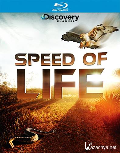   / Speed of Life ( 2-)