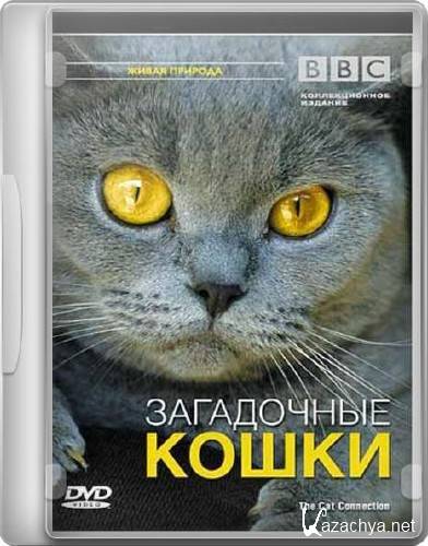   / The Cat Connection (2002/DVDRip/800mb)