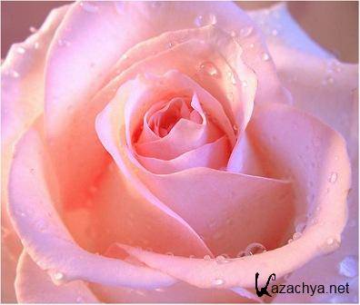 Обои, фото, картинки "Нежная Роза" Обои, фото, картинки "Нежная Роза"