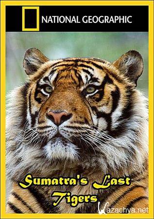    / Sumatra's Last Tigers (2010) HDTVRip