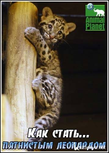  ...  / Growing up clouded leopard (2004) SatRip