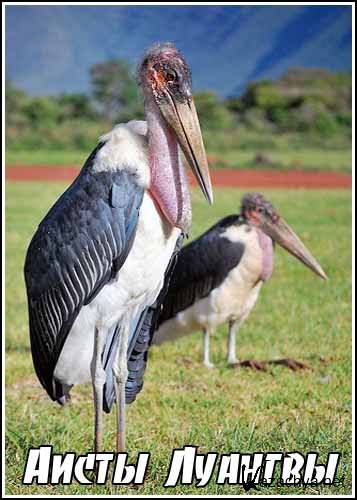   / The Storks of the Luangwa (2008) DVB