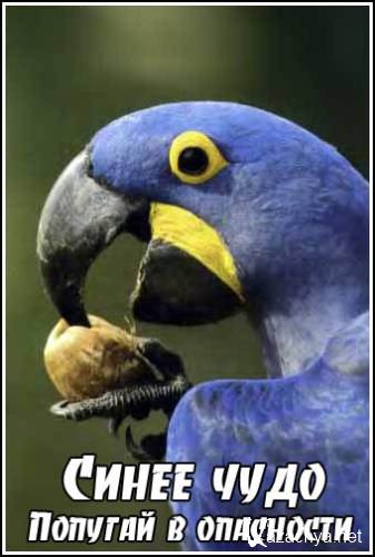  .    / Blue wonder. A parrot in peril (2009) IPTVRip
