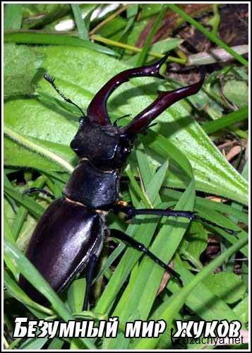  .    / Secret Nature. Beetle Mania (2004) SATRip