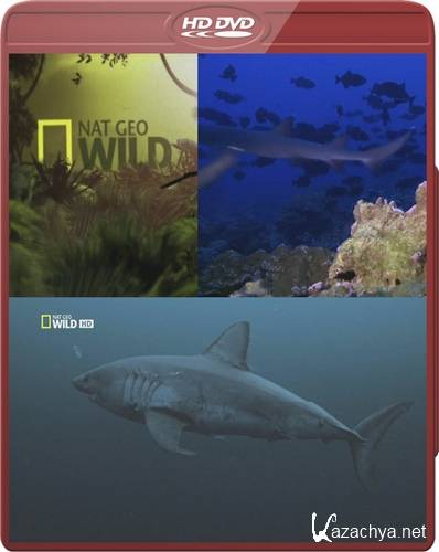    / NG. World's Deadliest Sharks (2011/HDTVRip)