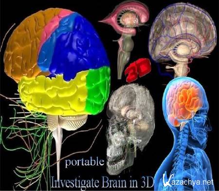 Investigate Brain in 3D portable