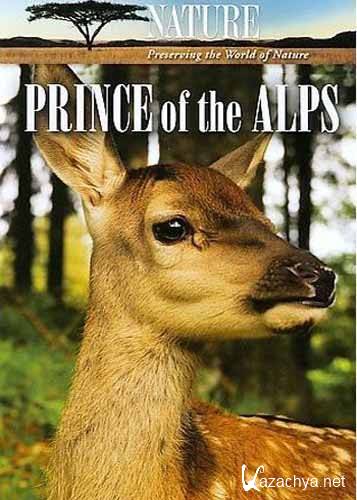  / Prince Of The Alps (2008) SATRip