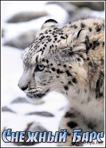  .   / Nature World. Snow Leopard (2007) BDRip
