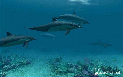 Dolphins 3D Screensaver and Animated Wallpaper 1.0 Build 3
