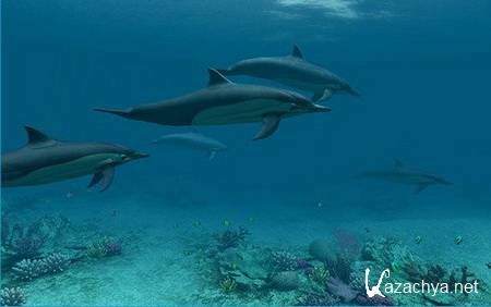 Dolphins 3D Screensaver & Animated Wallpaper 1.0 Build 3