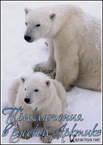     / Among the Polar Bears - Adventure in Russia's Arctic (2009) SATRip