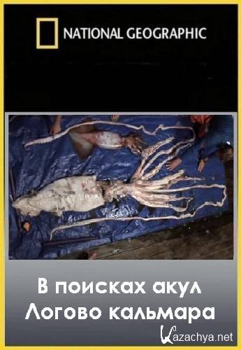   :   / Shark men: Lair of the squid (02.02.2012/IPTVRip)