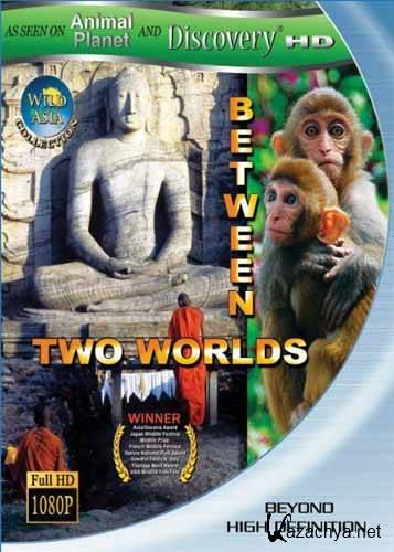  :    / Wild Asia: Between Two Worlds (2010) HDRip