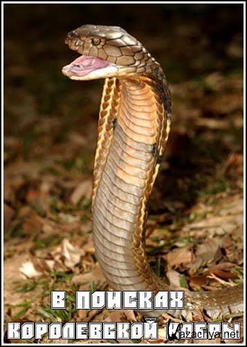     / In Search of the King Cobra (2005) SATRip