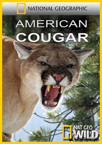   / American Cougar (2011) HDTVRip