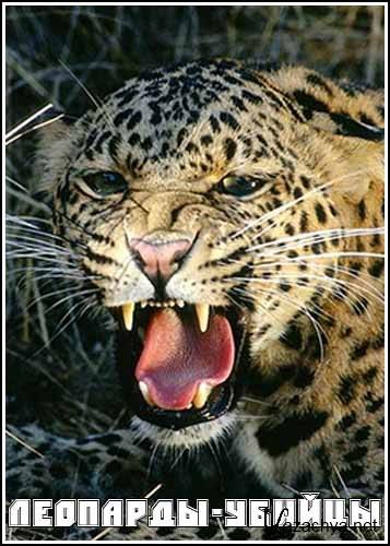 - / Killer Leopards (2004) SATRip