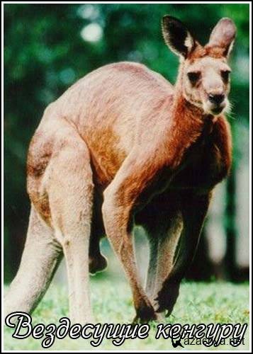  .   / Natural World. Ubiquitous kangaroo (2000) SATRip