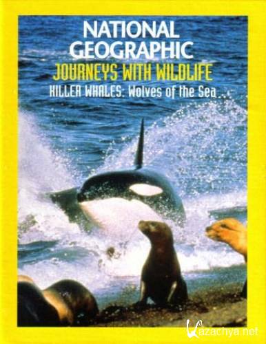   -  / Killer whales: Wolves of the sea (1993) DVDRip
