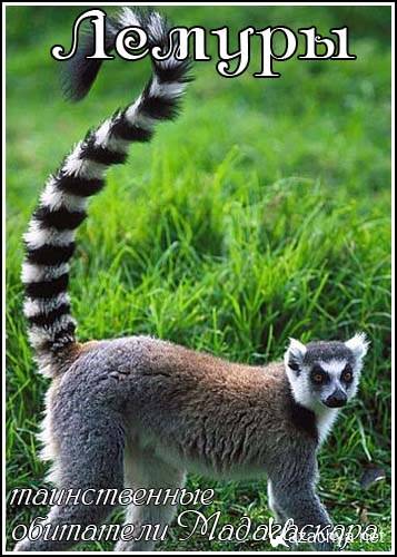 -  /Lemurs-a forest full of ghosts n Madagascar (2008) SATRip
