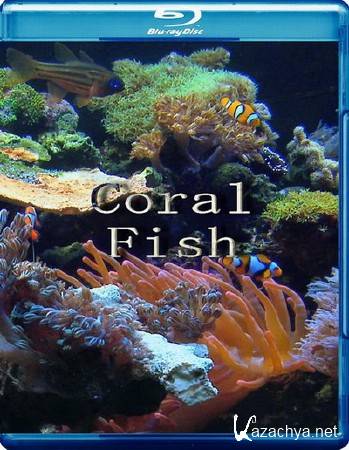   / Coral Fish (2010) Blu-ray 3D